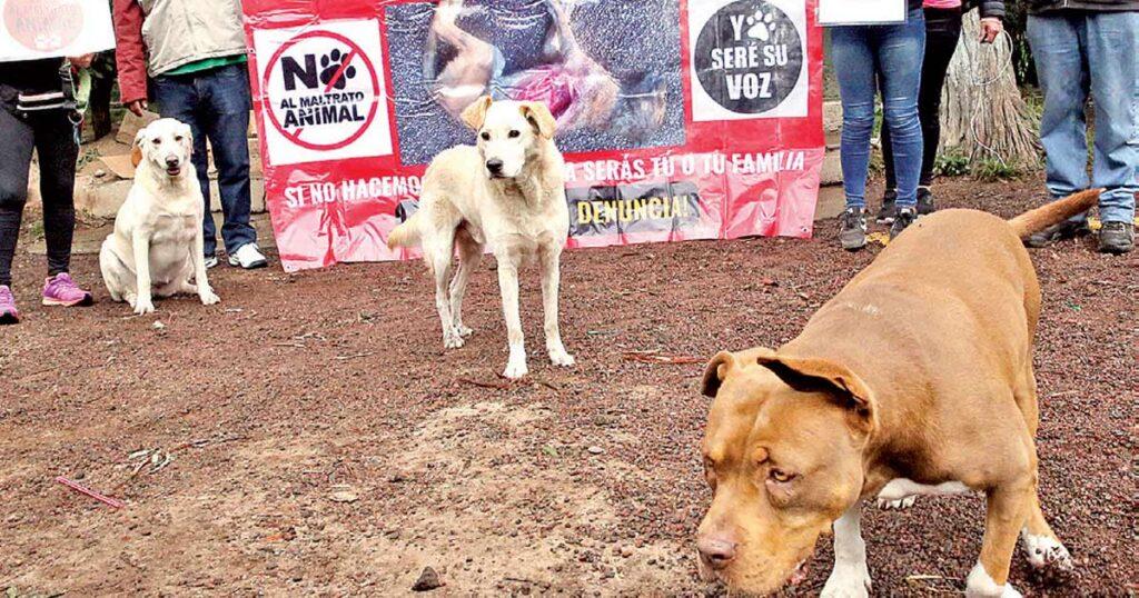 Crueldad animal Xochimilco: Denuncia y exigencia de justicia