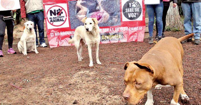 Crueldad animal Xochimilco: Denuncia y exigencia de justicia Crueldad animal Xochimilco: Denuncia y exigencia de justicia