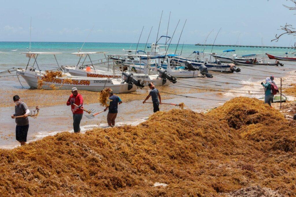 Alerta sargazo en Quintana Roo