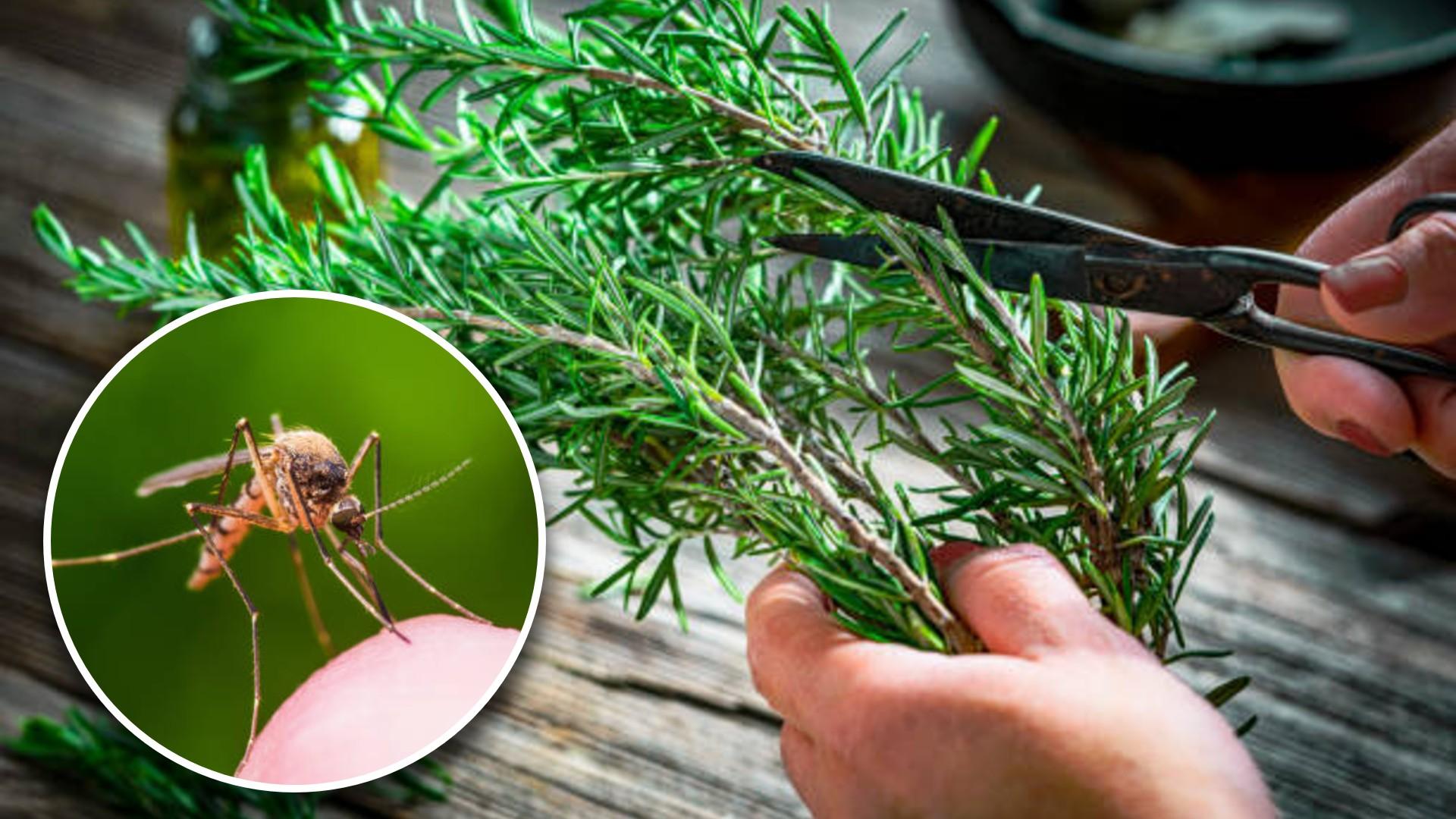 Aprovechar el romero: aliado natural para ahuyentar mosquitos
