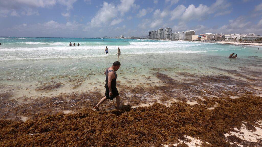 Invasión de sargazo amenaza el Caribe Mexicano