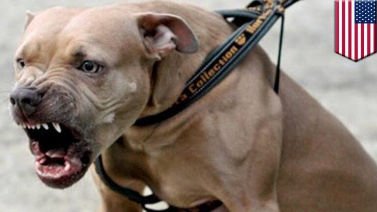 Pitbull salta reja 3 metros y ataca: debate y ley