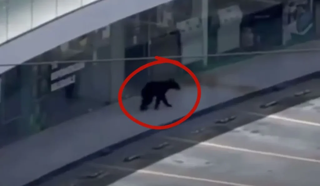 Oso negro causa alerta en plaza de San Pedro, Nuevo León