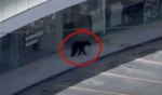Oso negro causa alerta en plaza de San Pedro, Nuevo León