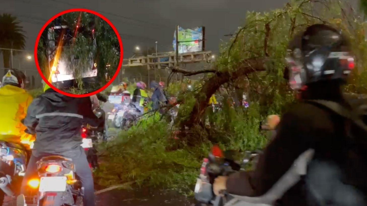 Árbolazo tumba camión en Zaragoza: Caos vial y suspensiones en la ciudad