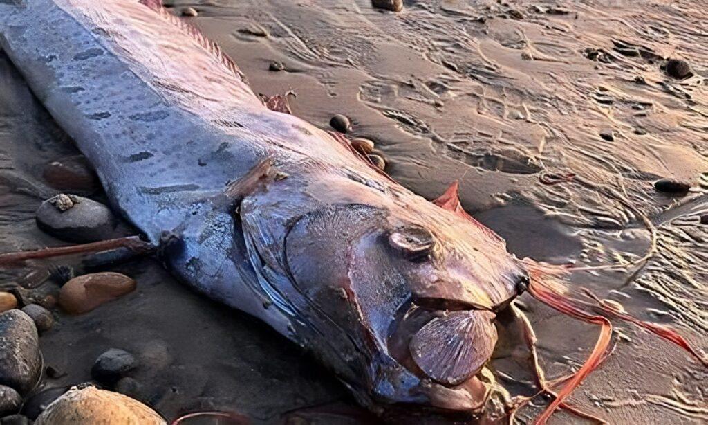 Peces remos reavivan el temor del juicio final tras misteriosas apariciones