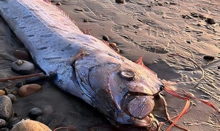 Peces remos reavivan el temor del juicio final tras misteriosas apariciones