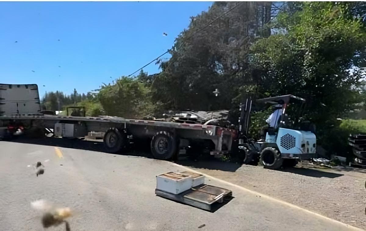 ¡Alerta apícola! Volcadura libera 14 millones de abejas en Washington