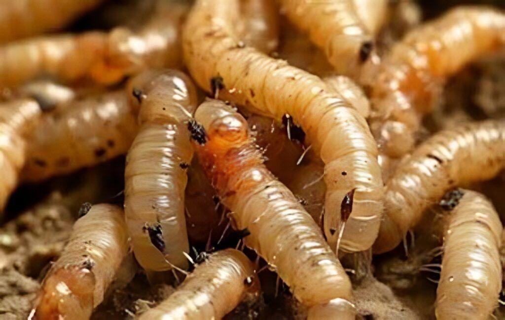 Miasis por gusano barrenador: Chiapas suma 11 casos, llegan a zonas indígenas