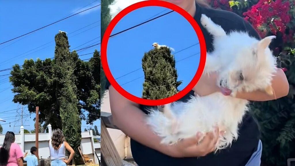 Perrito en árbol viral pide ayuda: así fue su insólito rescate que causa furor