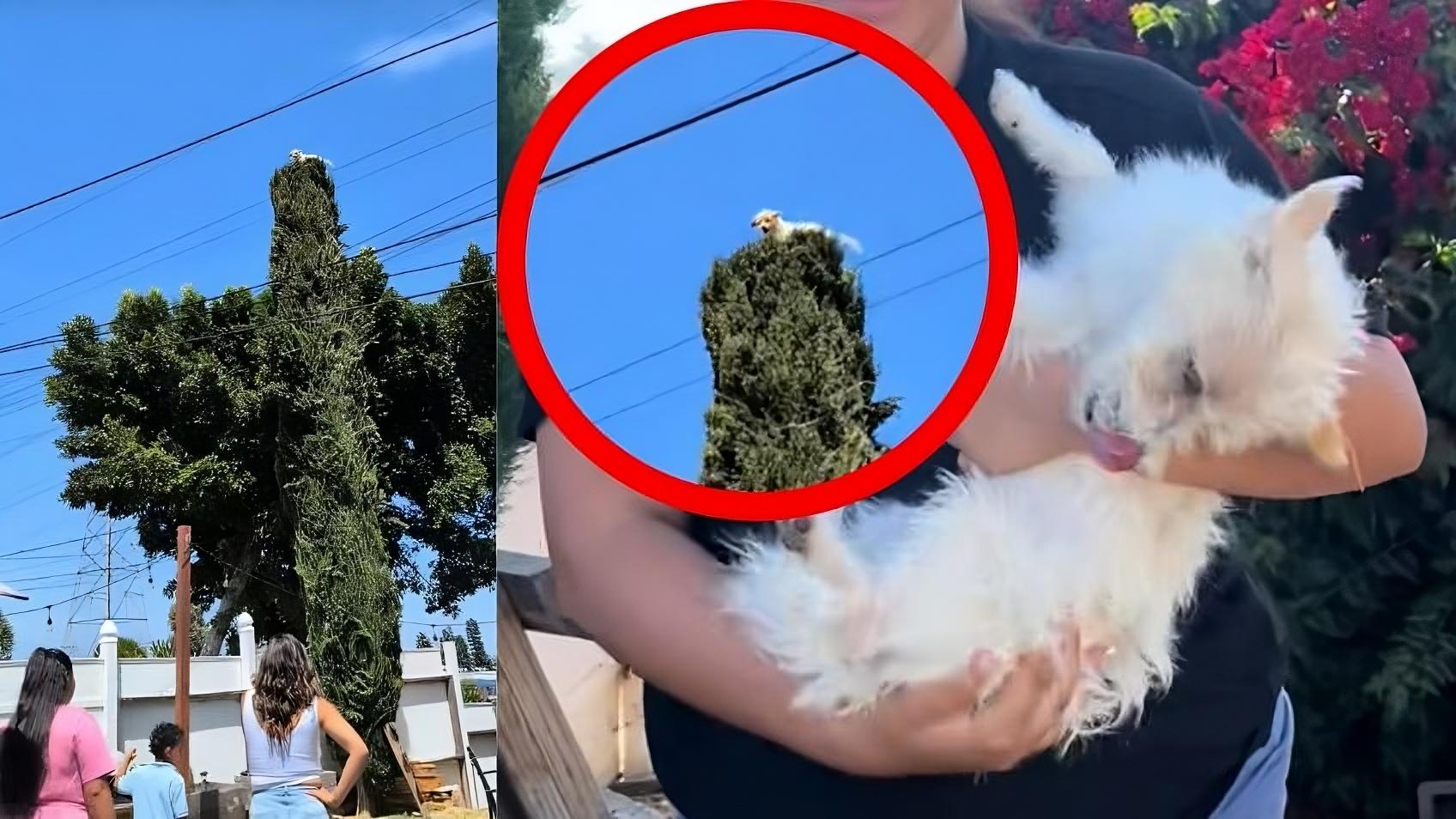 Perrito en árbol viral pide ayuda: así fue su insólito rescate que causa furor