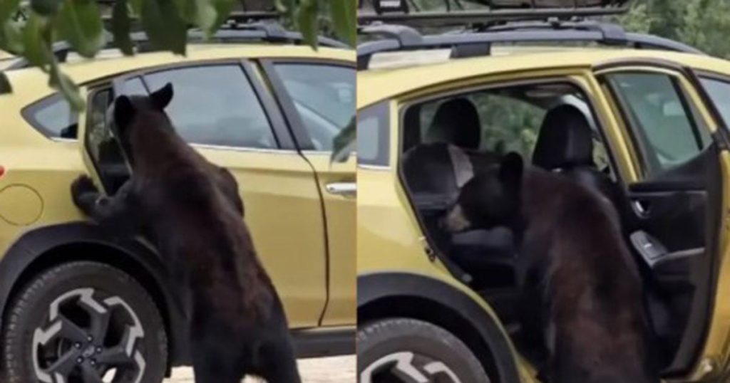 Oso negro abre puertas de camionetas en Coahuila y se vuelve viral