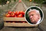 Arancel a tomate mexicano: Estados Unidos aplica tarifa del 17.09%