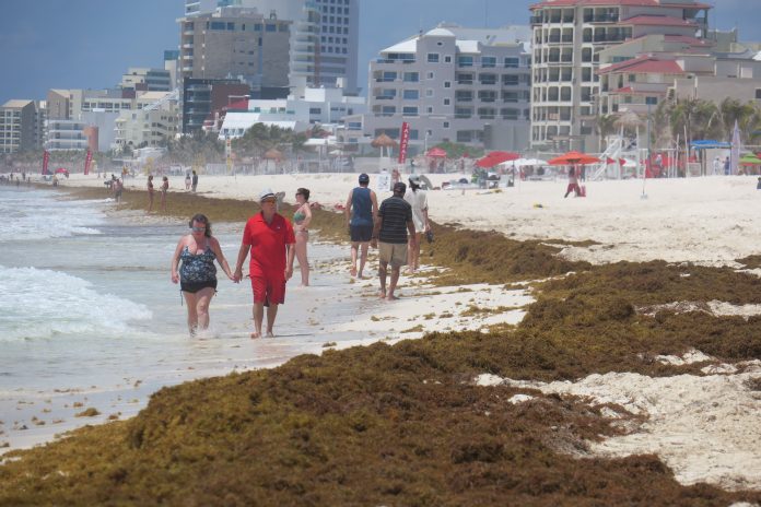Cancún sargazo: Recale de un mes en 2024 llega en 2 días este año