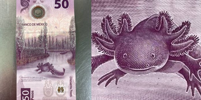 El billete de 50 pesos con ajolote- un ícono codiciado El billete de 50 pesos con ajolote: un ícono codiciado