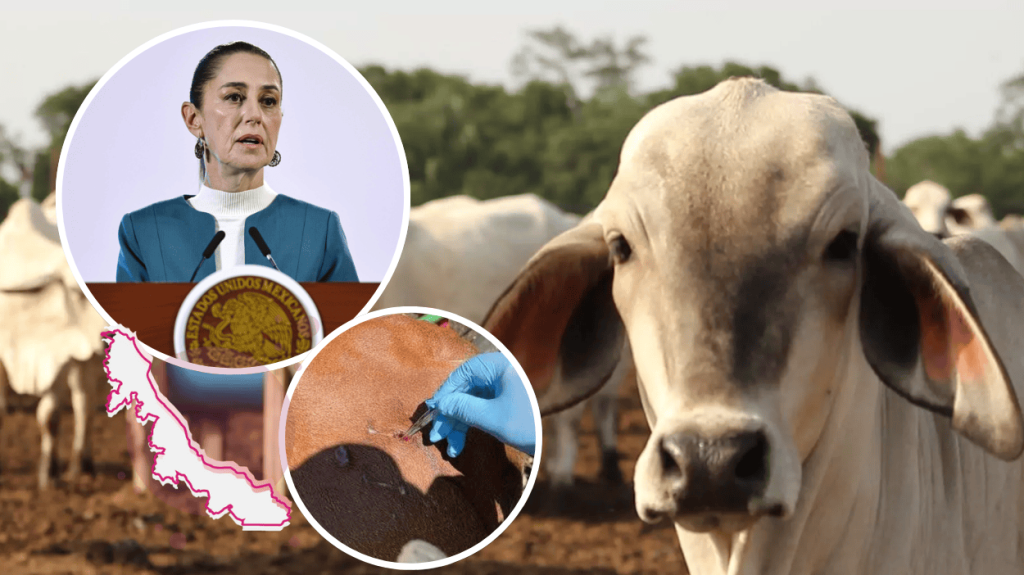 Gusano barrenador: Sheinbaum califica de exagerado cierre de frontera