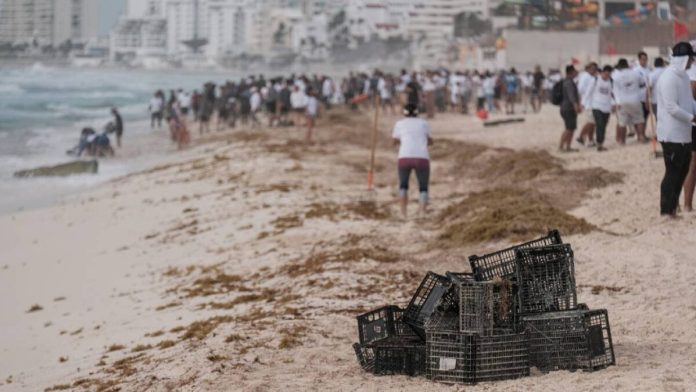 Hoteles de Cancún contra alcaldesa por el costo del sargazo
