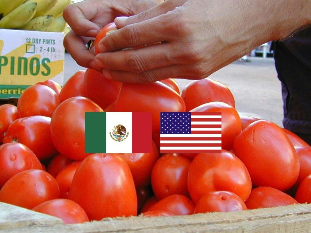 Impacto de Cuotas de EU: Exportación de Jitomate Cae 12%