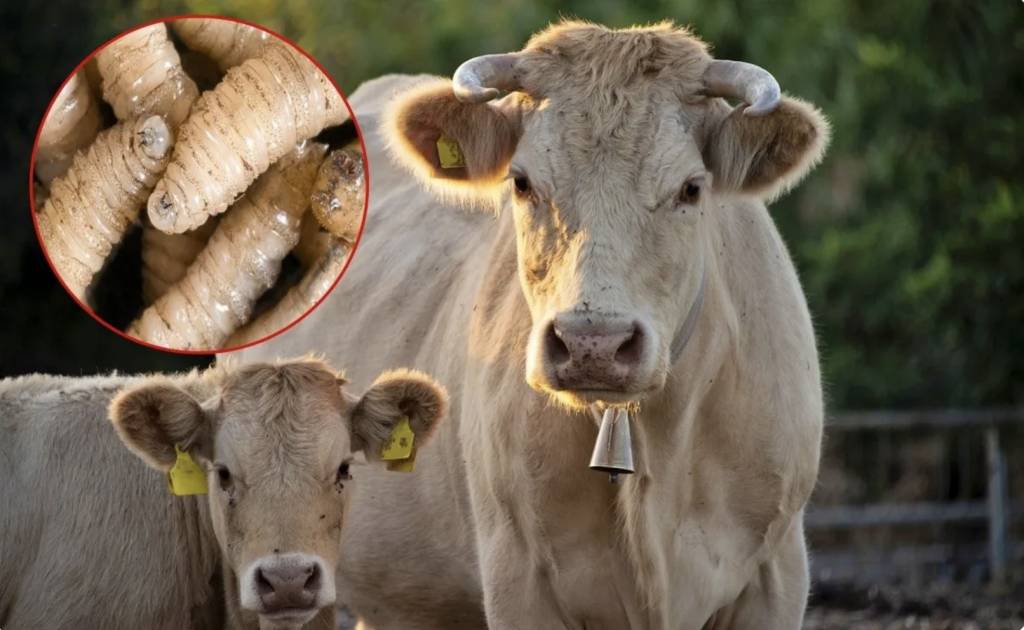 Los casos siguen aumentando: Alerta por gusano barrenador en Chiapas