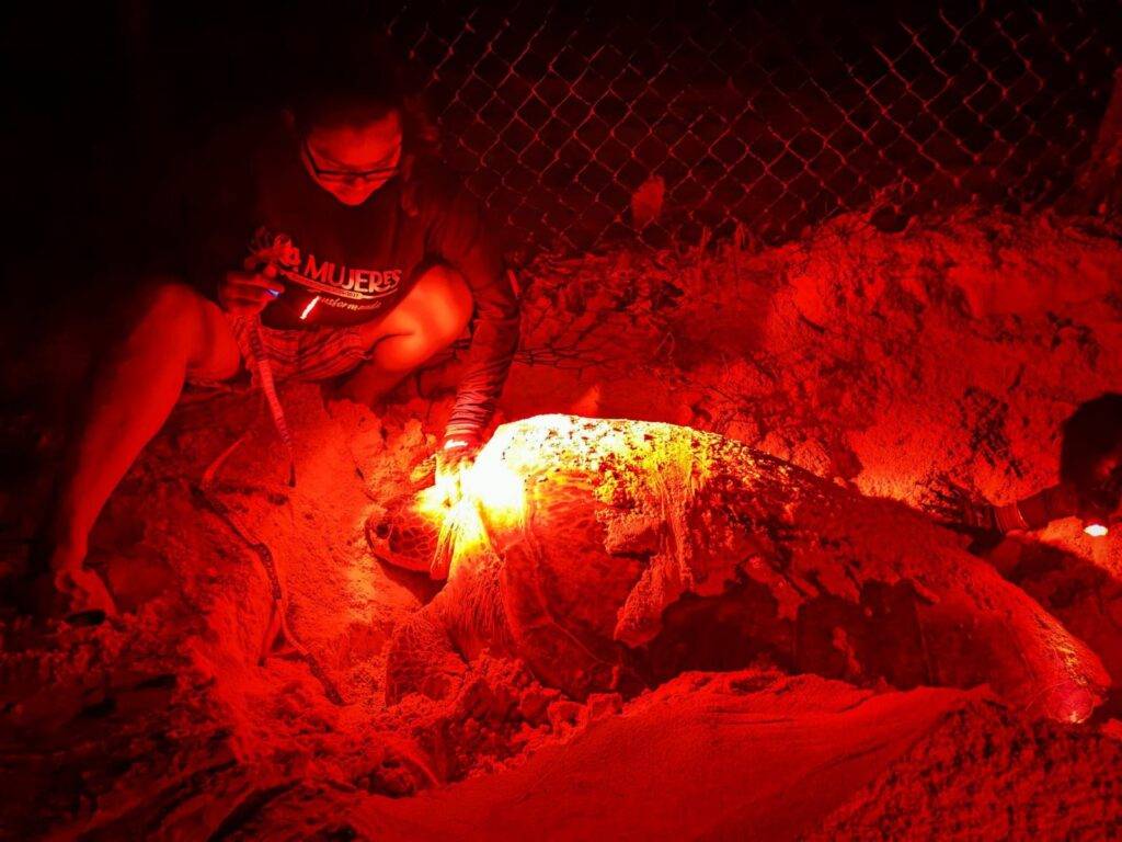 Nacimiento primeras tortuguitas marinas temporada 2025 en Isla Mujeres