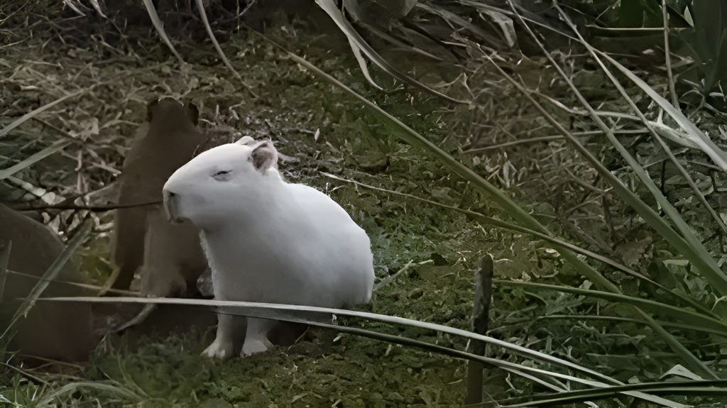 Capibara albino de Uruguay muere atropellado