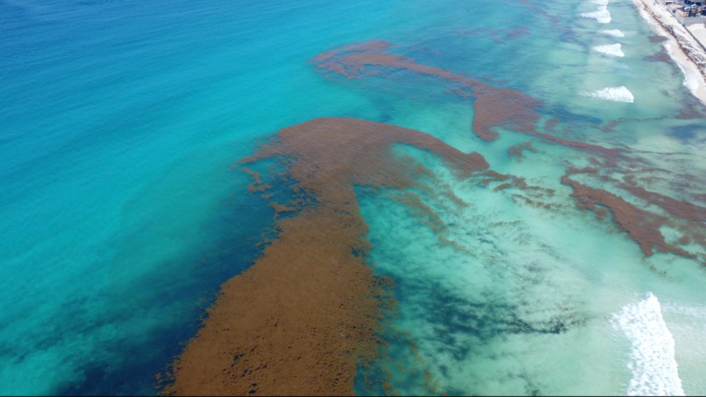 Sargazo en Quintana Roo: Guía Integral para Viajeros (Julio 2025)