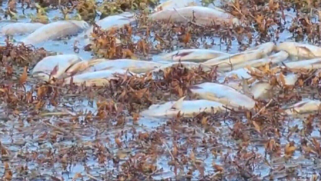 Sargazo provoca muerte masiva de peces en Mahahual