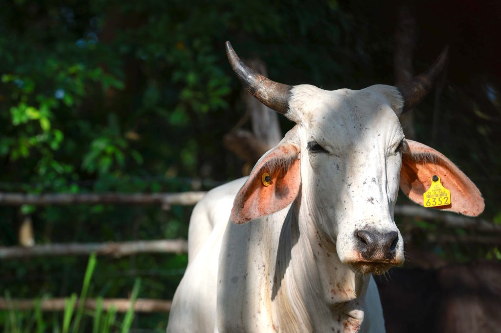 Yucatán: Seder y Senasica intensifican vigilancia por gusano barrenador