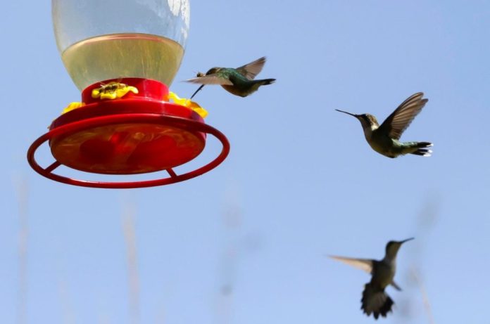 Adopta un Colibrí: Ayuda a proteger estas aves en México