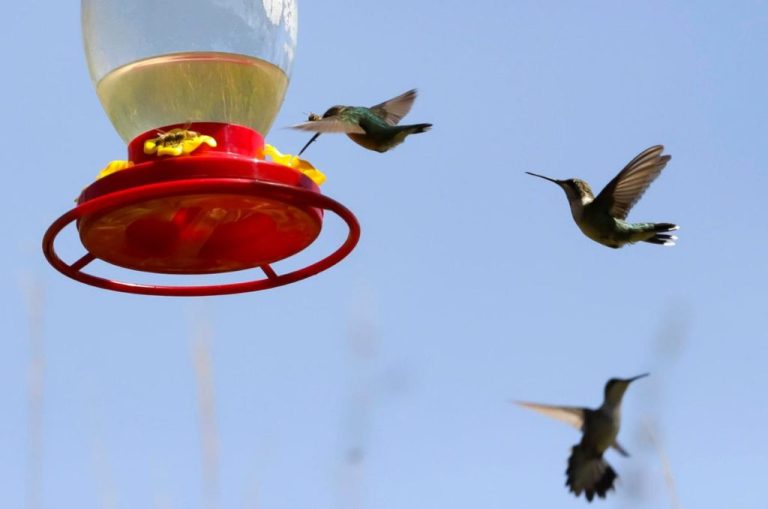 Adopta un Colibrí: Ayuda a proteger estas aves en México
