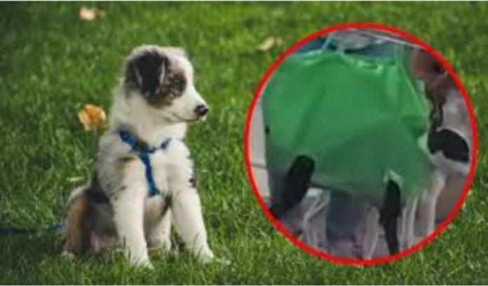 Ingenio mexicano viral: llevan a sus perros en bolsa de súper Ingenio mexicano viral: llevan a sus perros en bolsa de súper