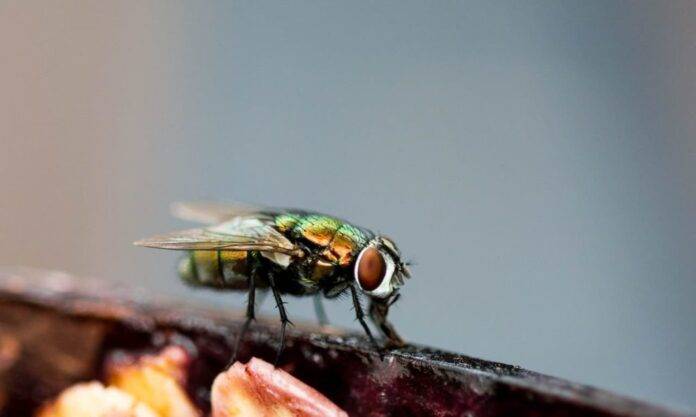 Plaga de moscas "bichos del amor" invade Seúl