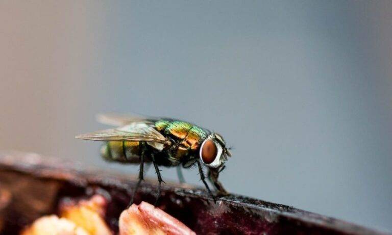 Plaga de moscas "bichos del amor" invade Seúl