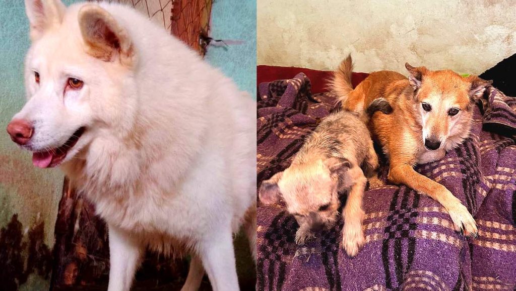 Albergue Pergatuzoo Denuncia Amenazas del CJNG: Exigen Pago o Incendian