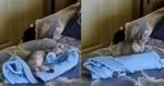 Gato sorprende doblando cobija para dormir con un niño