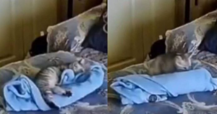 Gato sorprende doblando cobija para dormir con un niño Gato sorprende doblando cobija para dormir con un niño