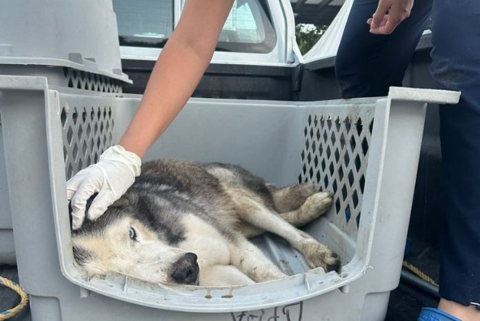 Acusan a conductora de matar perrito Husky en avenida Reforma