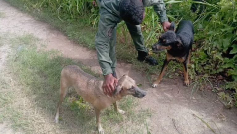 Guardia Nacional Bolivariana rescata a perritos de laguna contaminada