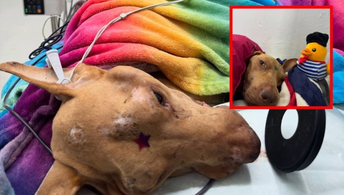 Paquito, el perrito viral de TikTok, falleció tras dura batalla por su salud Paquito, el perrito viral de TikTok, falleció tras dura batalla por su salud