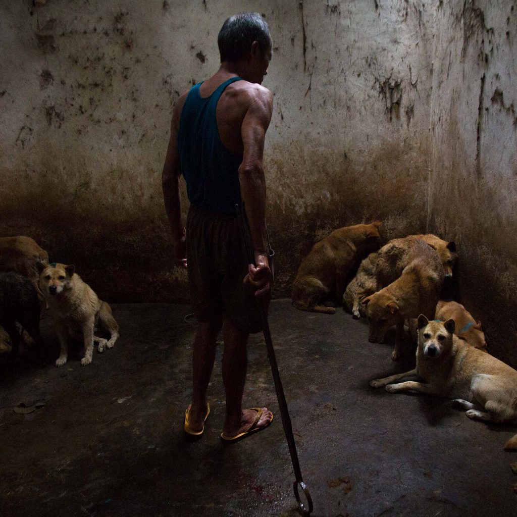 Maltrato animal en Metepec: vecinos denuncian grave caso en Infonavit San Gabriel