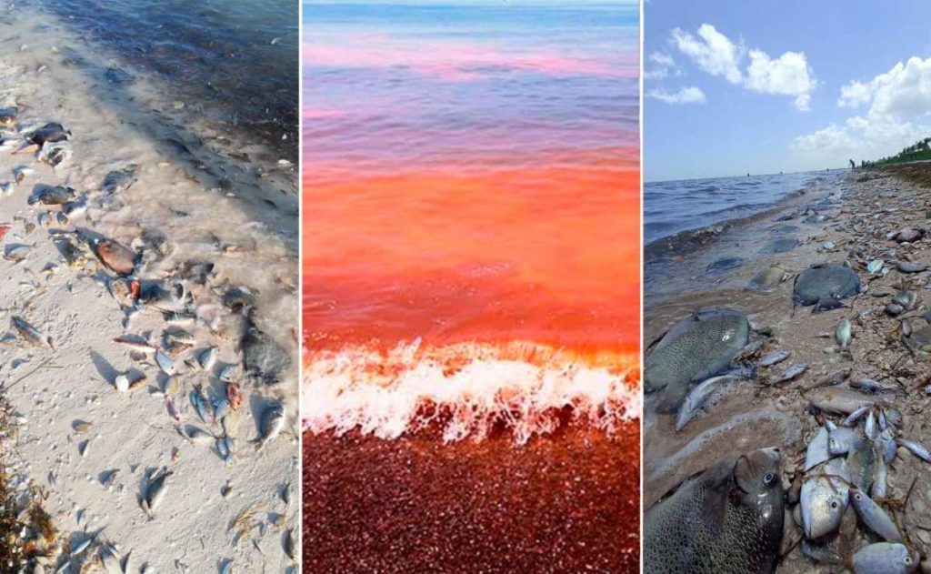 Yucatán: Despliegue de operativo ante la Marea Roja entre Progreso y Sisal