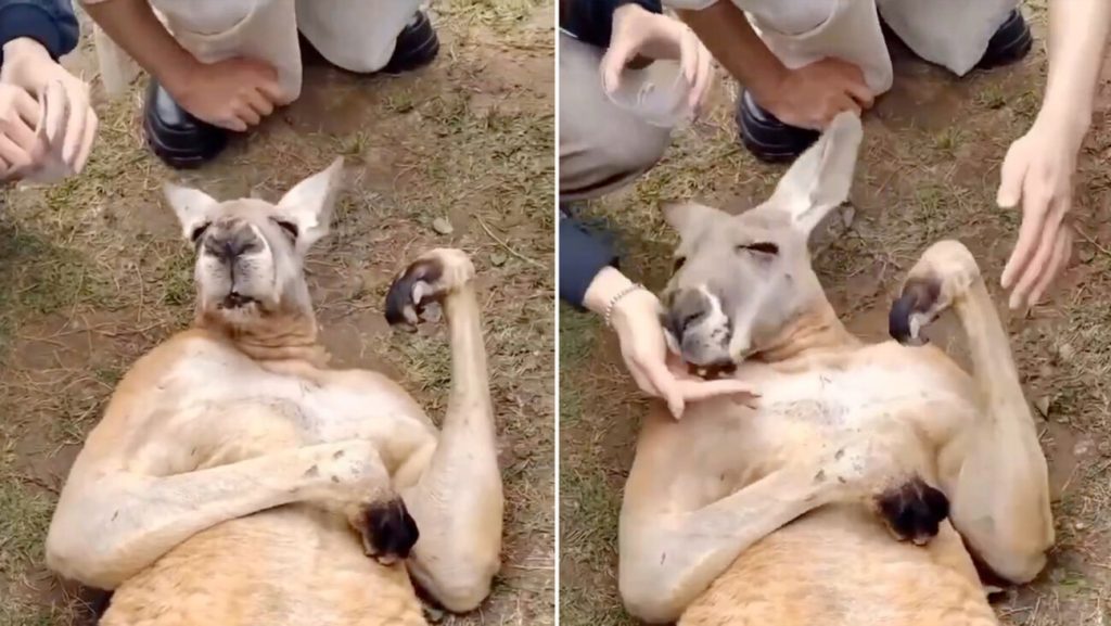 Canguro se hace viral por engañar a turistas para conseguir comida