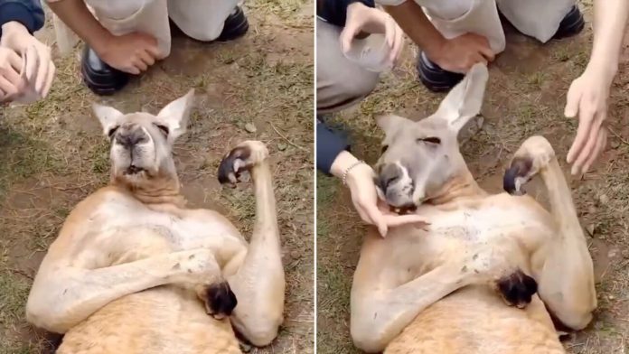 Canguro se hace viral por engañar a turistas para conseguir comida Canguro se hace viral por engañar a turistas para conseguir comida