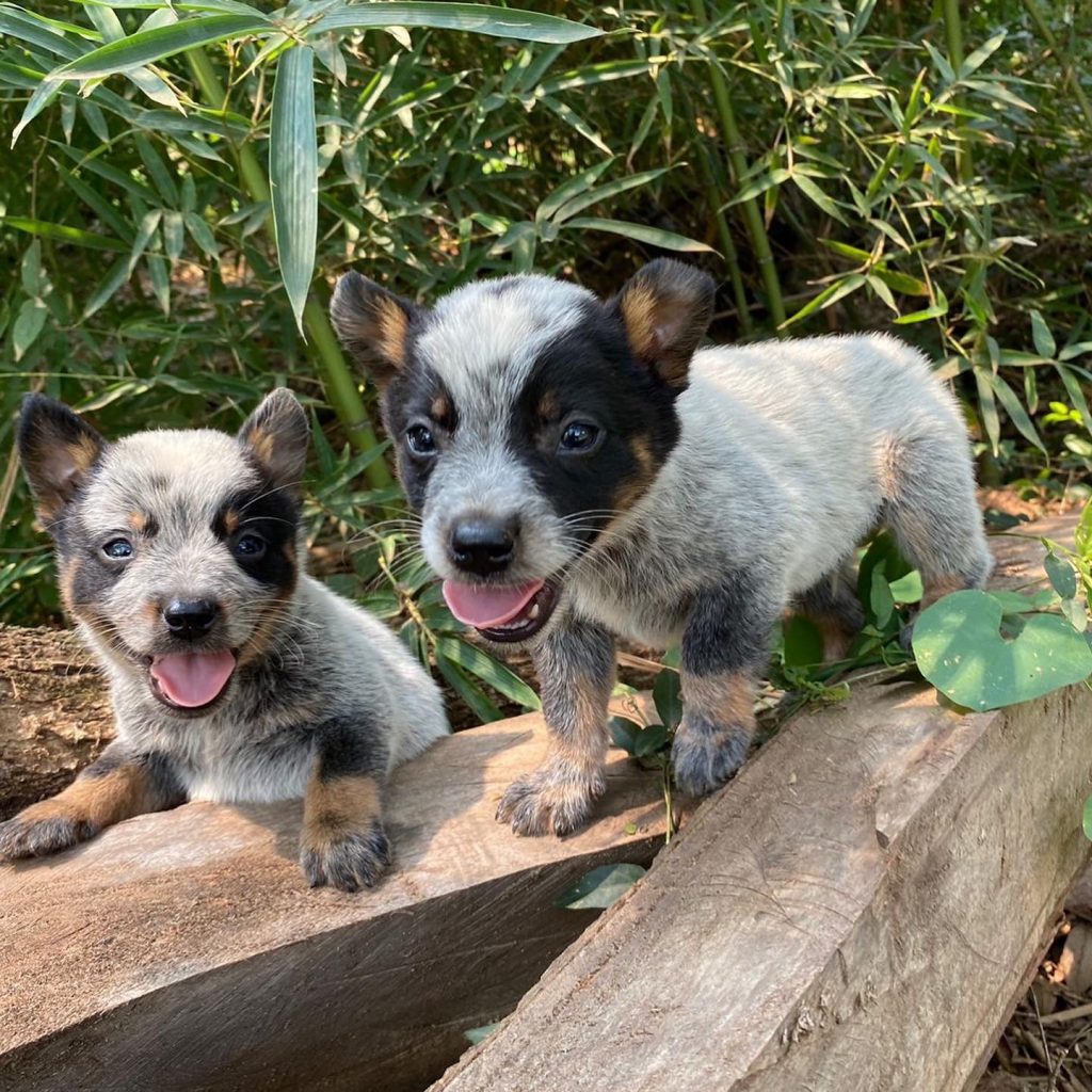 El adorable Ramoncito, el cachorro pastor que sorprende en TikTok
