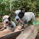El adorable Ramoncito, el cachorro pastor que sorprende en TikTok