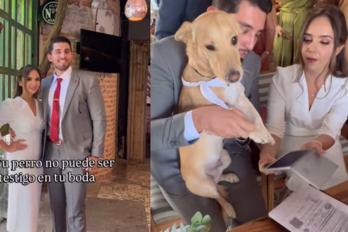 Perrito testigo de boda se vuelve viral por su curiosa reacción Perrito testigo de boda se vuelve viral por su curiosa reacción