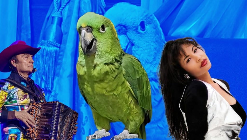 Aguacatito, el loro que enamora en tiktok con sus melodías latinas