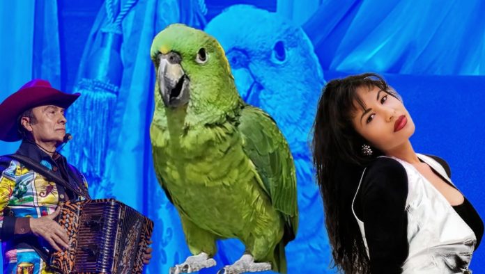 Aguacatito, el loro que enamora en tiktok con sus melodías latinas