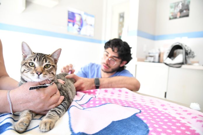 Benito Juárez- 855 mascotas atendidas en exitosas campañas de esterilización Benito Juárez: 855 mascotas atendidas en exitosas campañas de esterilización