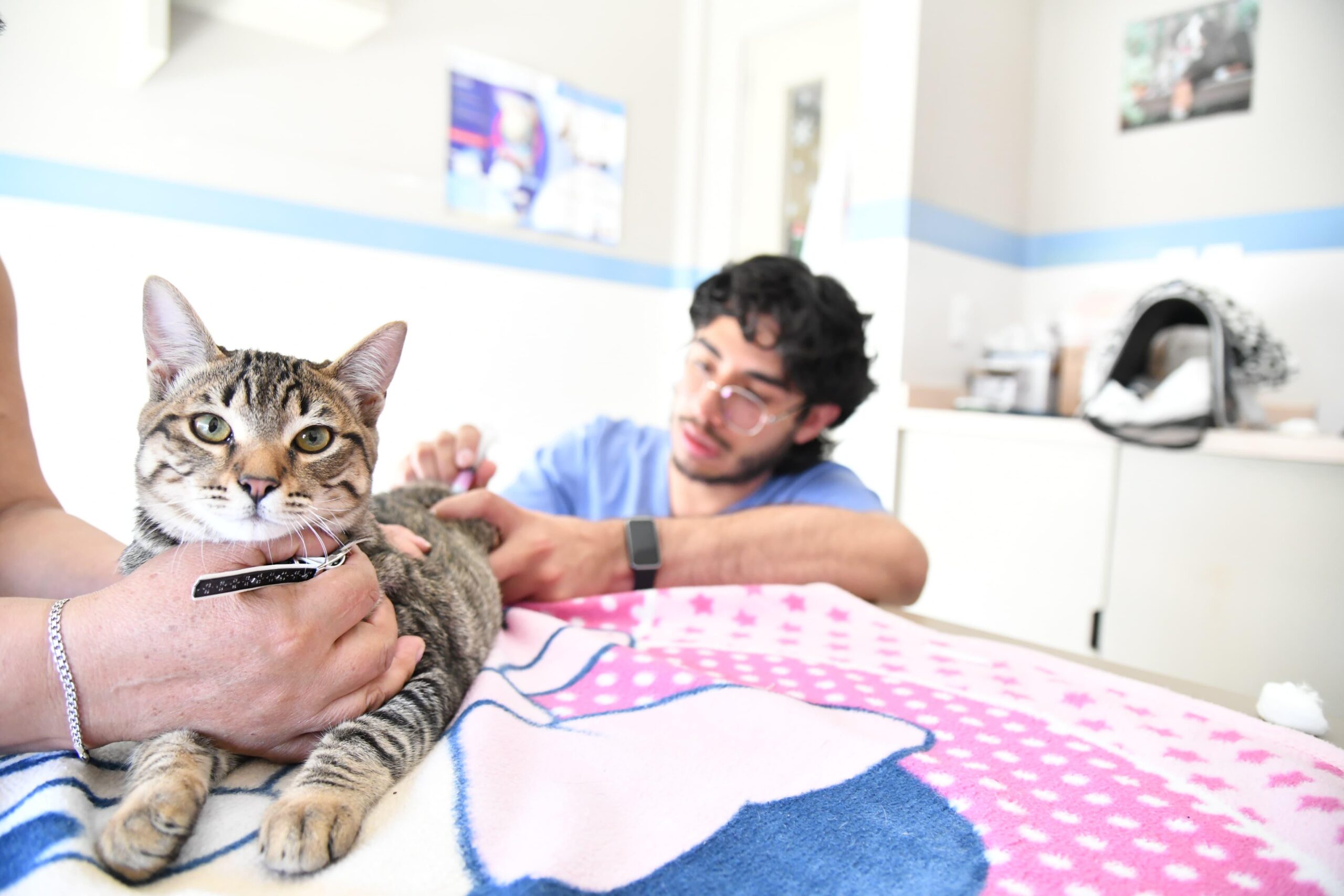Benito Juárez: 855 mascotas atendidas en exitosas campañas de esterilización